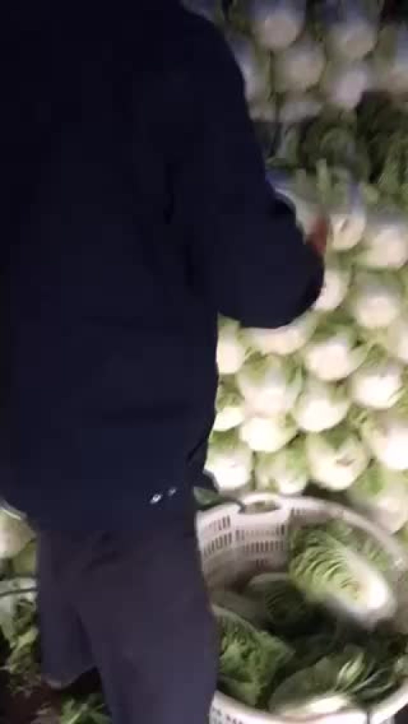 夏阳菜和秋宝白菜大量上市