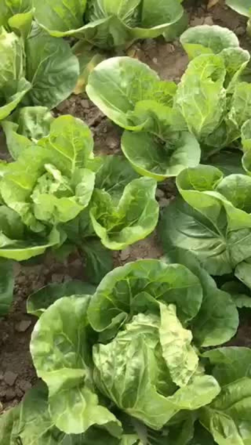 夏阳菜和秋宝白菜大量上市