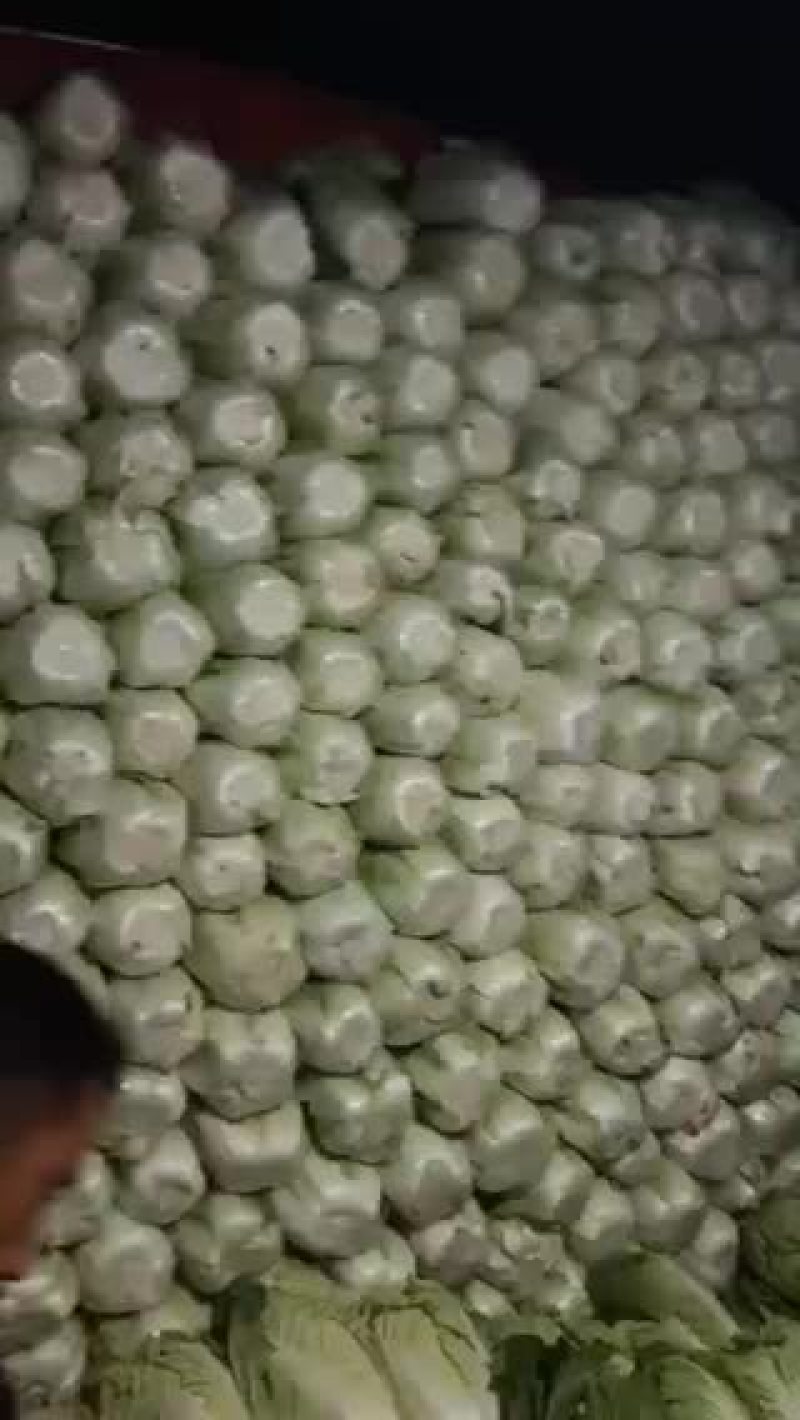 夏阳菜和秋宝白菜大量上市
