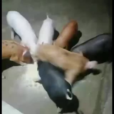 自建猪舍种猪，诚意寻求合伙人！！！