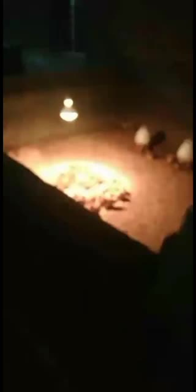 自建猪舍种猪，诚意寻求合伙人！！！