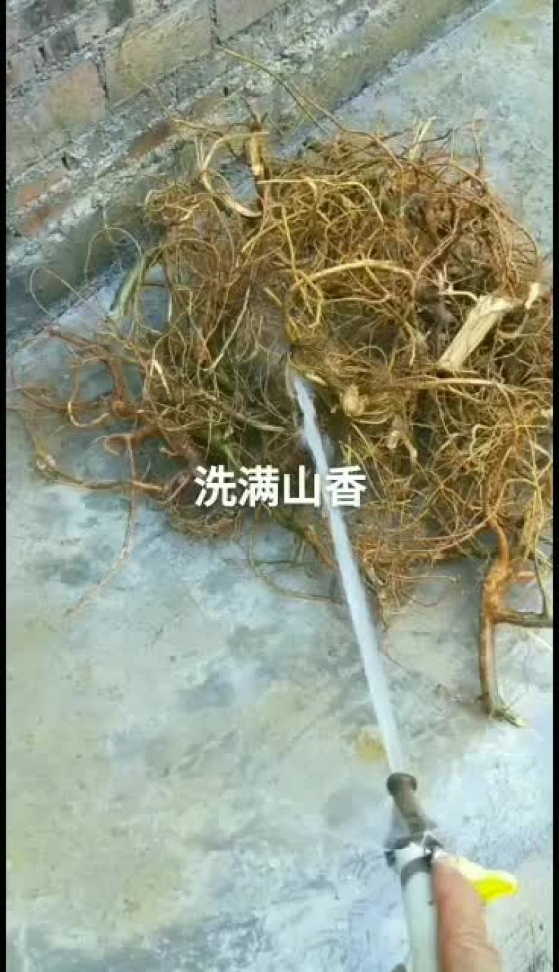 野生牛奶树根鲜20/斤，干40/斤