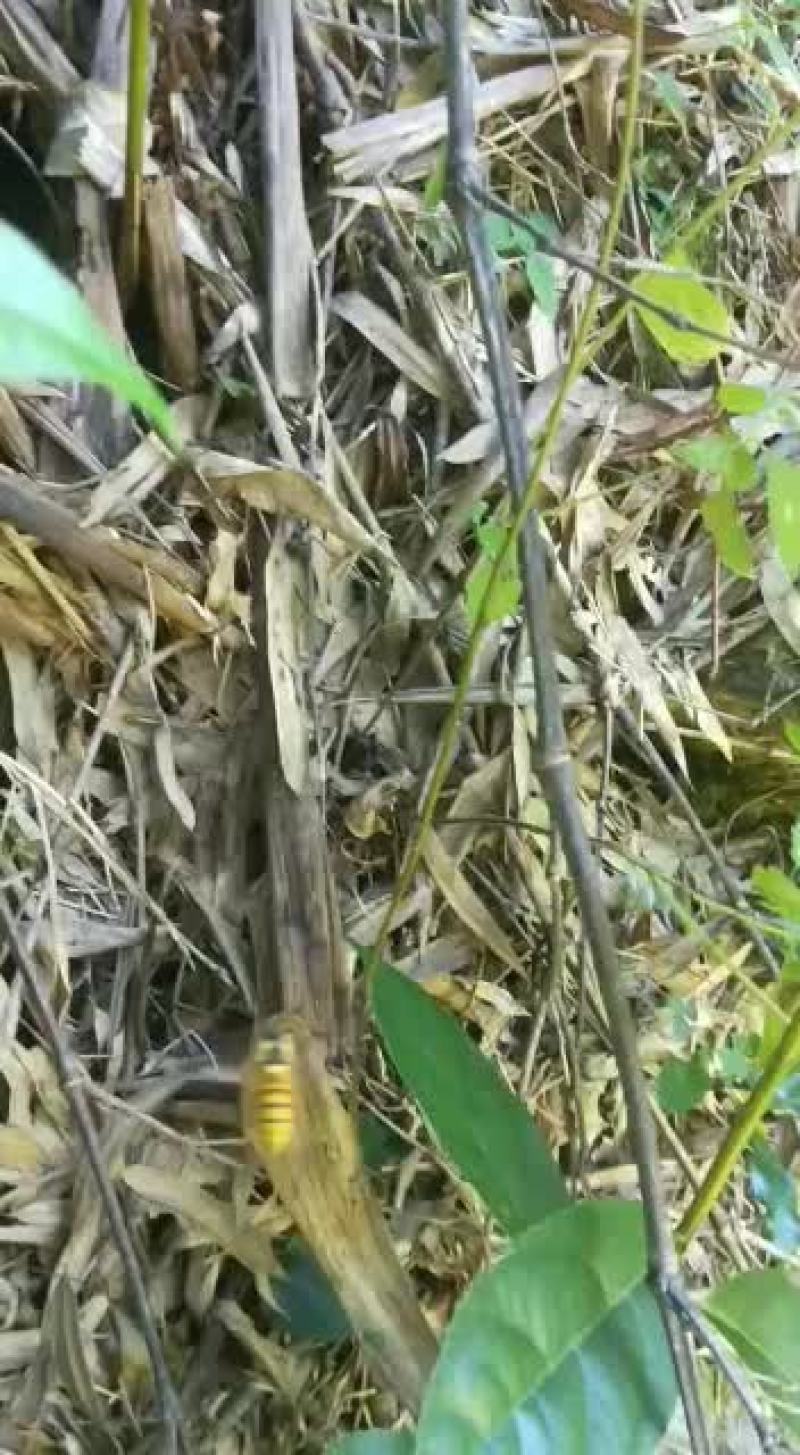黄花倒水莲丶吊倒黄丶吊黄丶整株80/斤丶根100.干枝叶