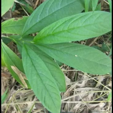 黄花倒水莲丶吊倒黄丶吊黄丶整株80/斤丶根100.干枝叶