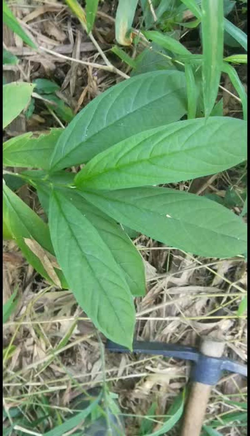 黄花倒水莲丶吊倒黄丶吊黄丶整株80/斤丶根100.干枝叶