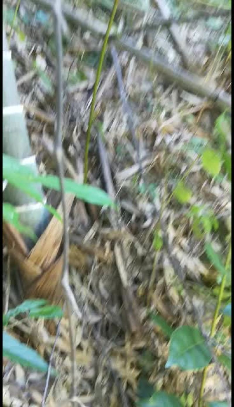 黄花倒水莲丶吊倒黄丶吊黄丶整株80/斤丶根100.干枝叶