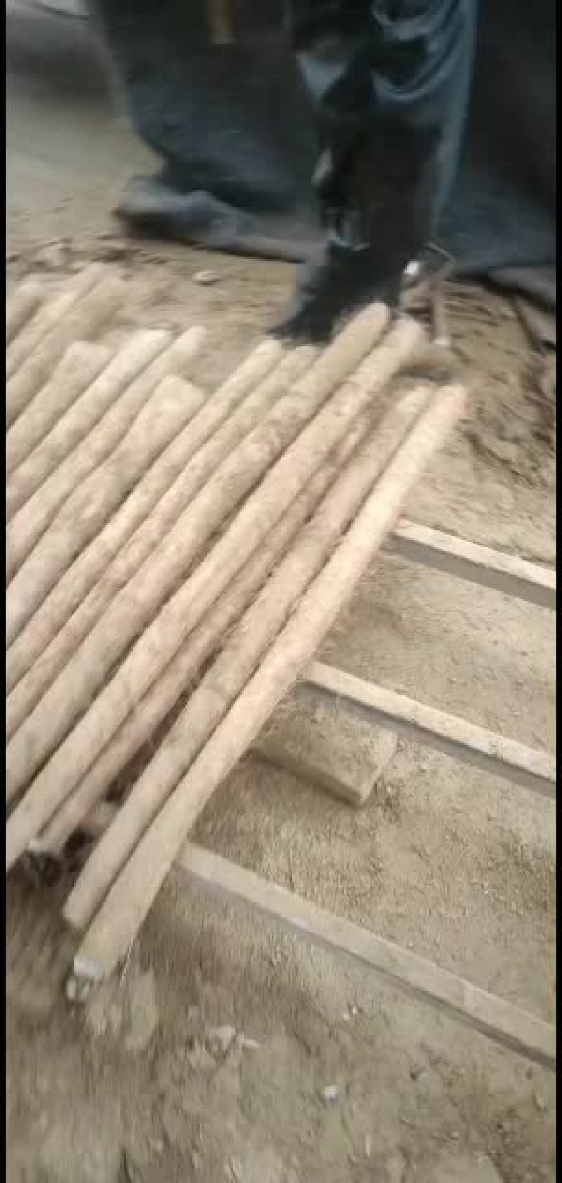 白玉山药大通货大量上市