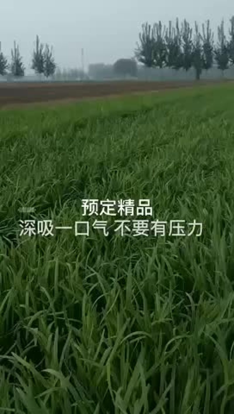 精品韭菜预定了老板联系