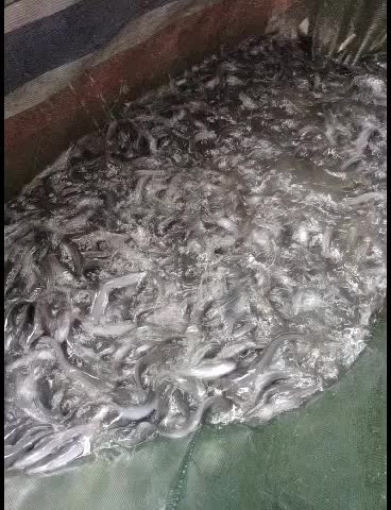 埃及塘鲺埃及王，杂交埃及，快大品种！欢迎全国客户前来订