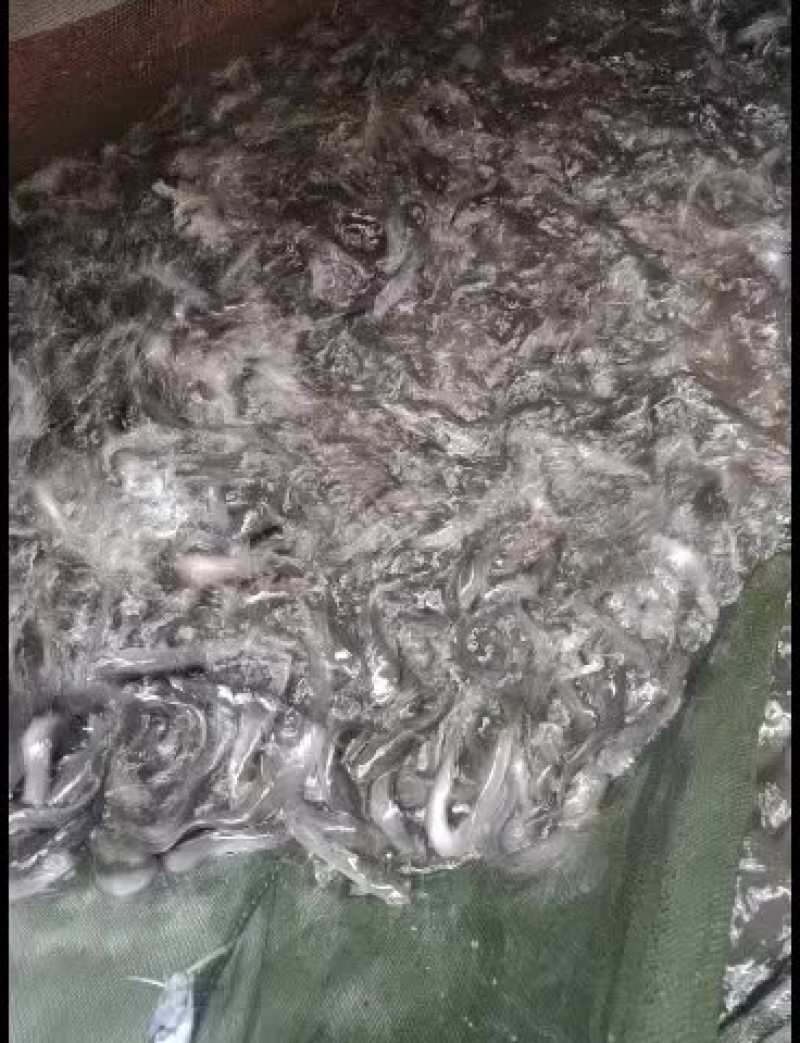 埃及塘鲺埃及王，杂交埃及，快大品种！欢迎全国客户前来订