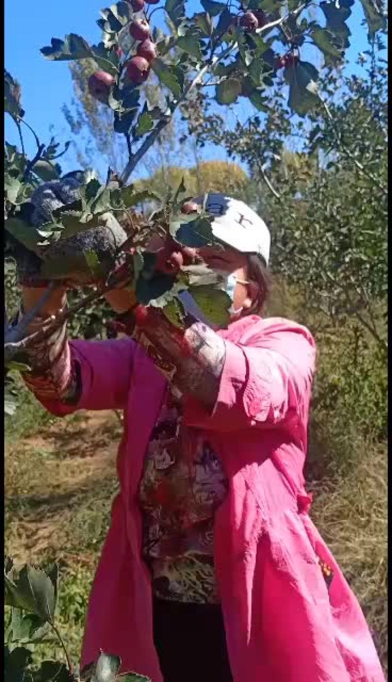 大金星山楂果天津蓟县好铁果金星铁果蓟州甜口感好价格低