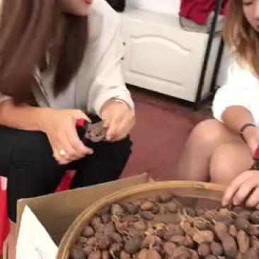 云南手工修剪特级草果香料