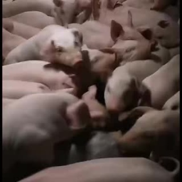 白猪苗出售中要的联系