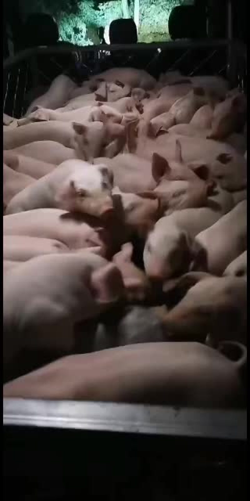 白猪苗出售中要的联系