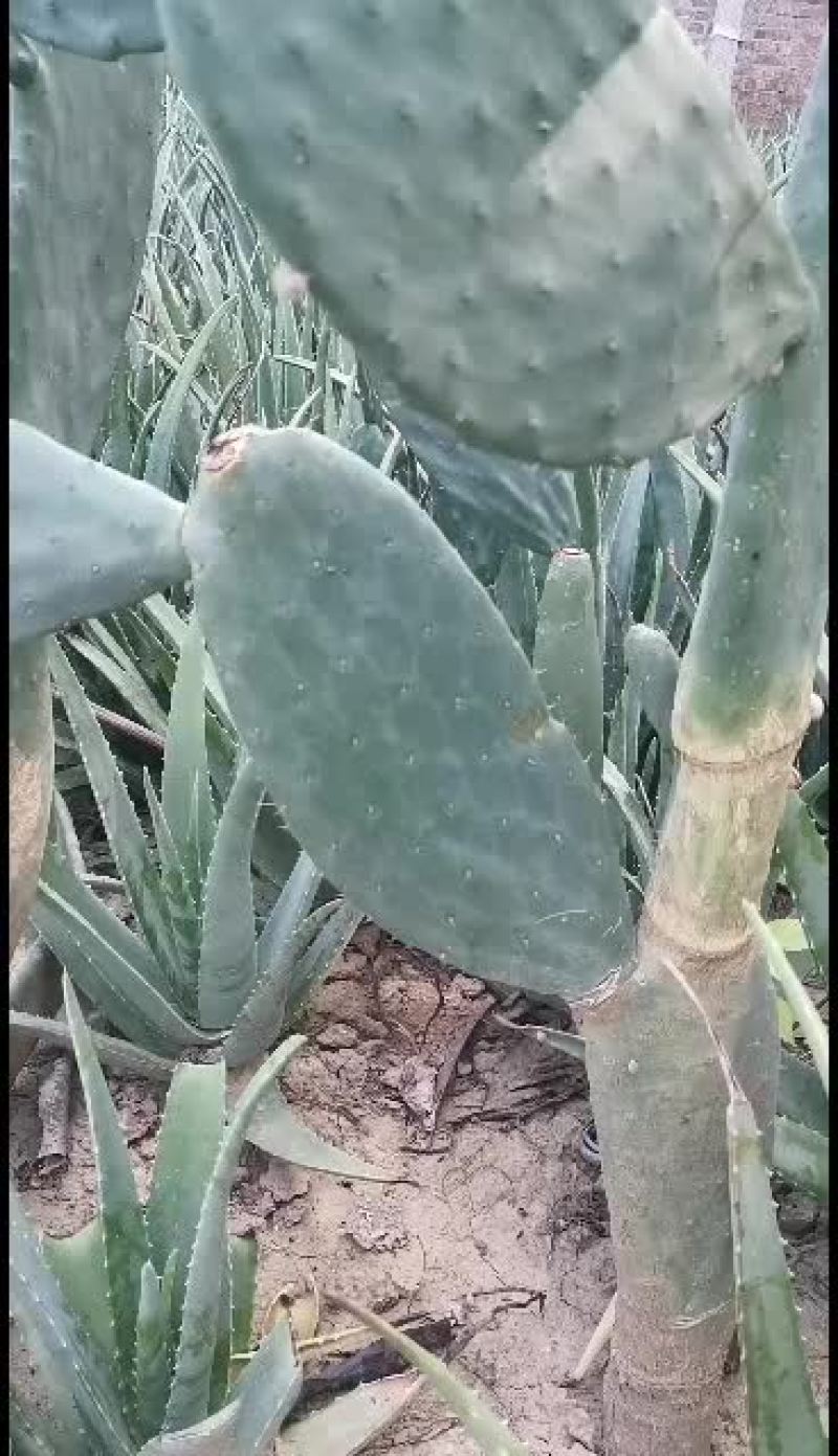 食用米帮他仙人掌，食用，美容芦荟