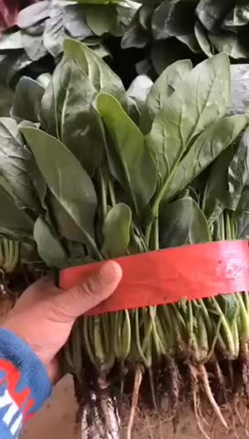 精品菠菜大量上市中，质量好，货量大，