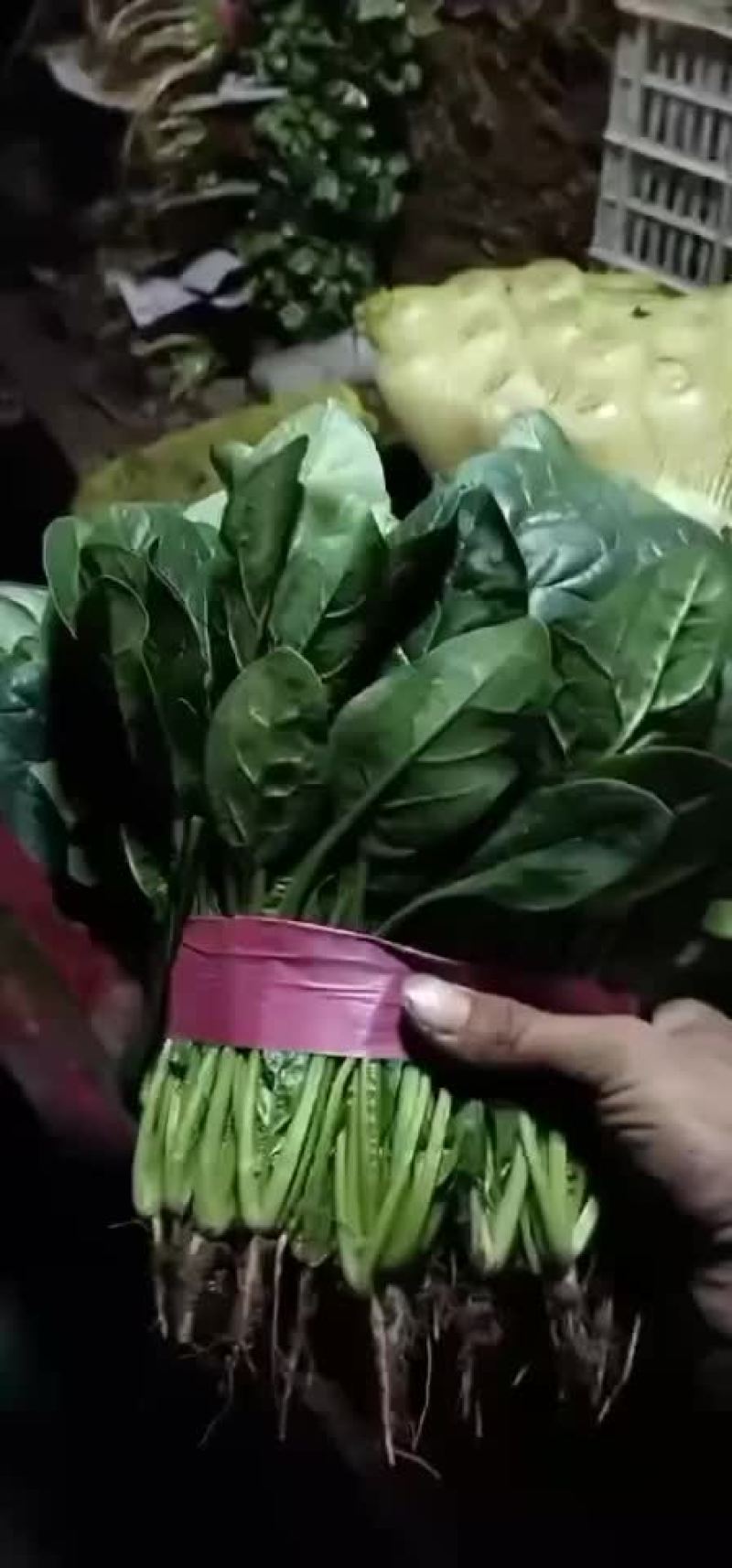 精品菠菜大量上市中，质量好，货量大，