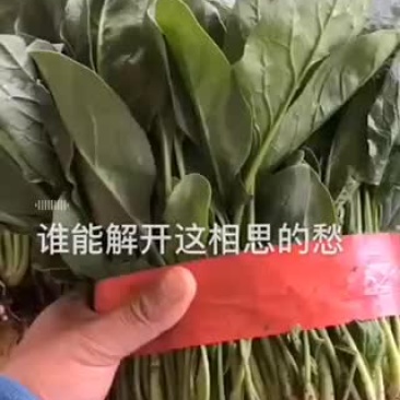 精品菠菜大量上市中，质量好，货量大，