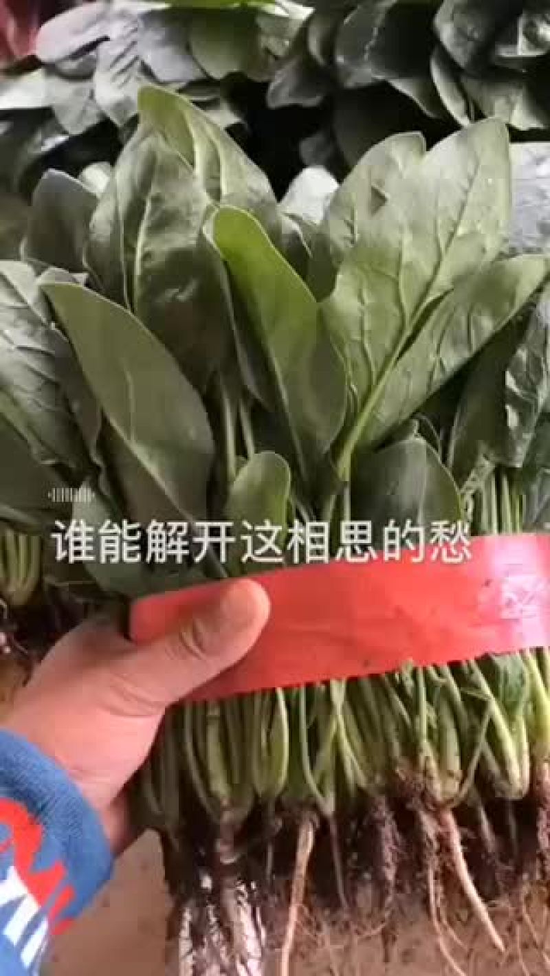 精品菠菜大量上市中，质量好，货量大，