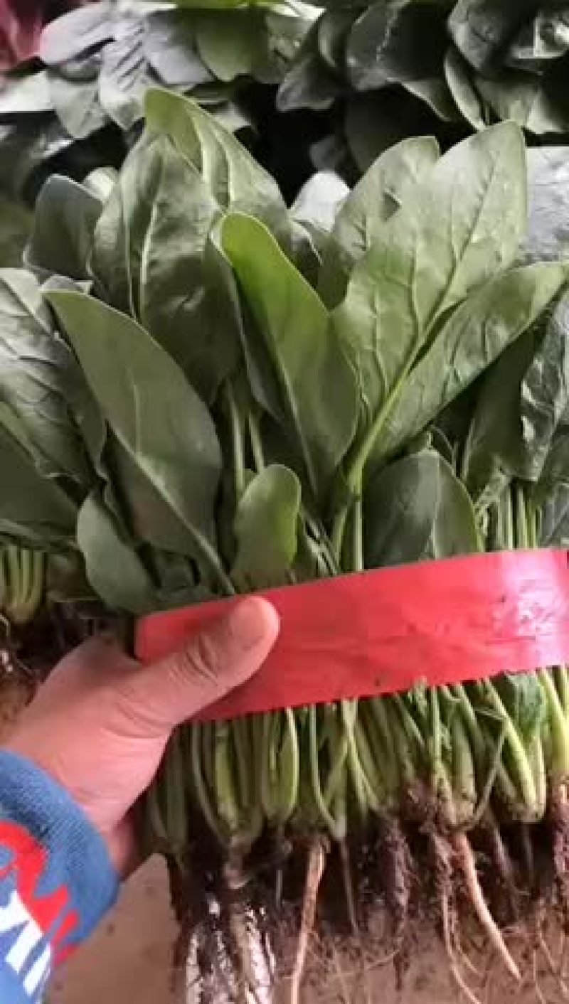 精品菠菜大量上市中，质量好，货量大，