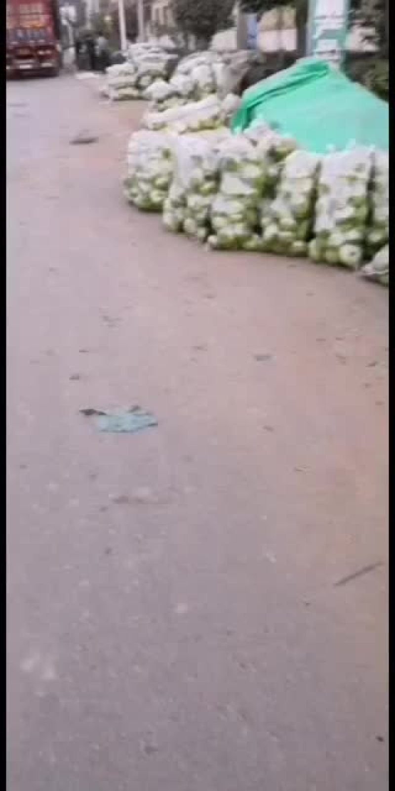 长白大葱苤蓝大量上市。货源充足