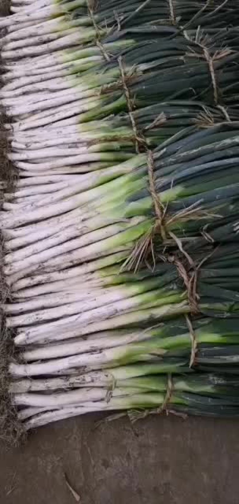 长白大葱苤蓝大量上市。货源充足