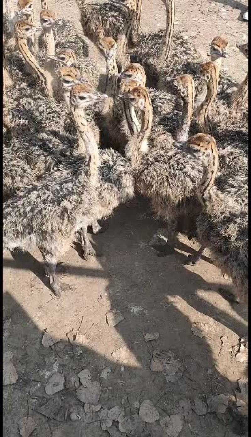 长年大量供应优质驼鸟苗