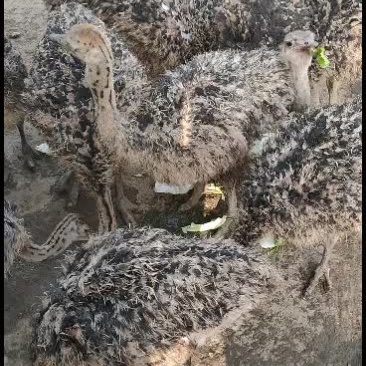 长年大量供应优质驼鸟苗