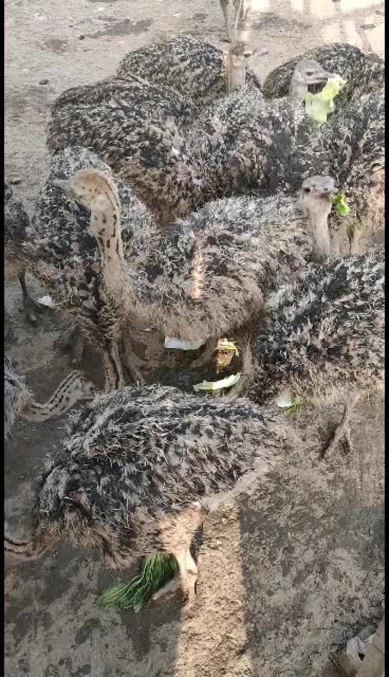 长年大量供应优质驼鸟苗