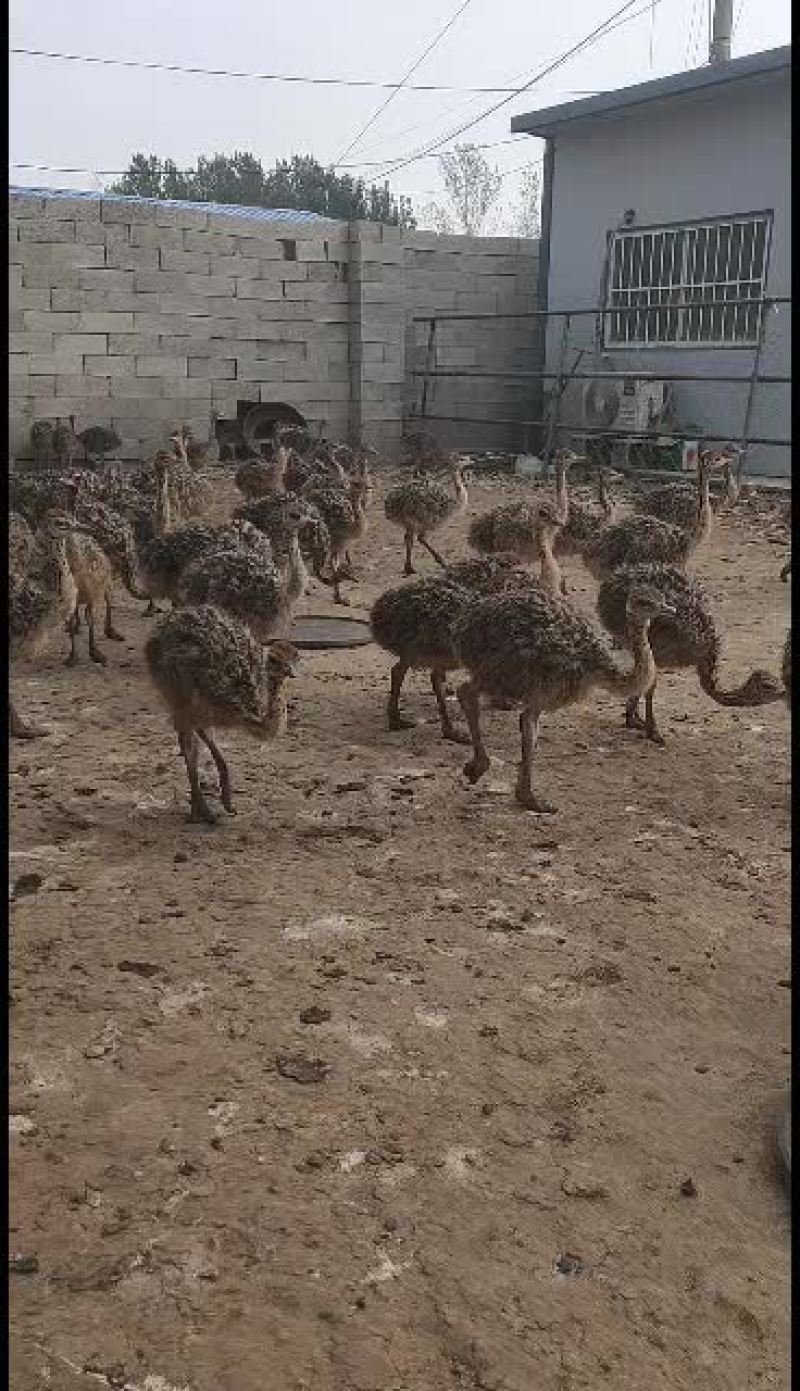 长年大量供应优质驼鸟苗