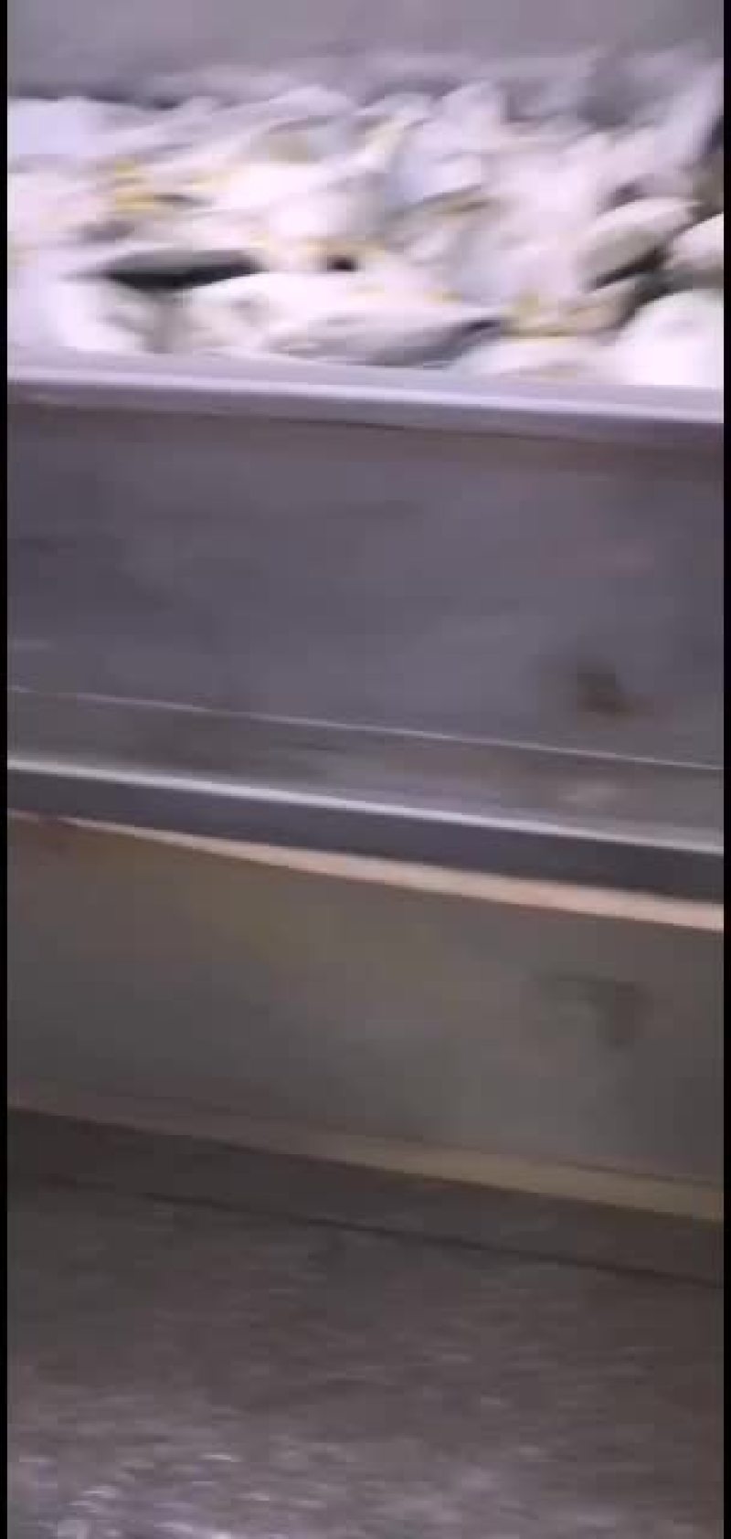 养殖基地批发深海金鲳鱼