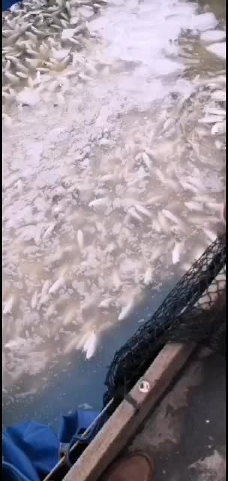 养殖基地批发深海金鲳鱼