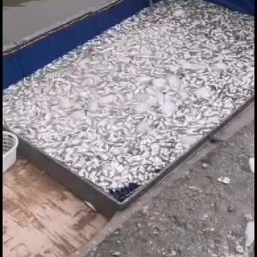 养殖基地批发深海金鲳鱼