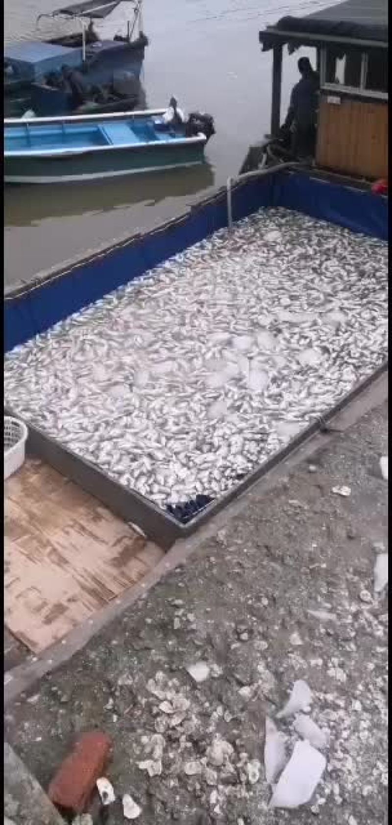 养殖基地批发深海金鲳鱼