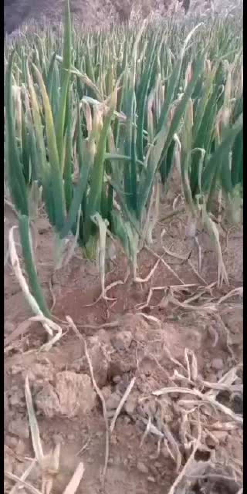 大量出售岚县无公害大葱零售整车
