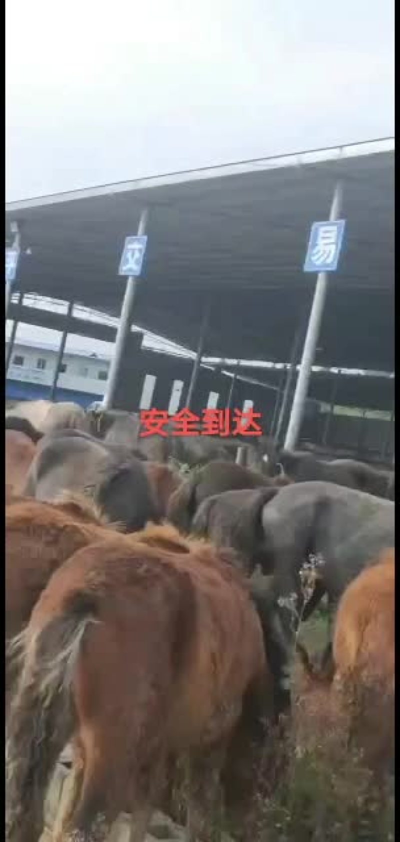 甘肃毛驴本人常年经纪人阿坤诚信为本欢迎五湖四海朋友前来报