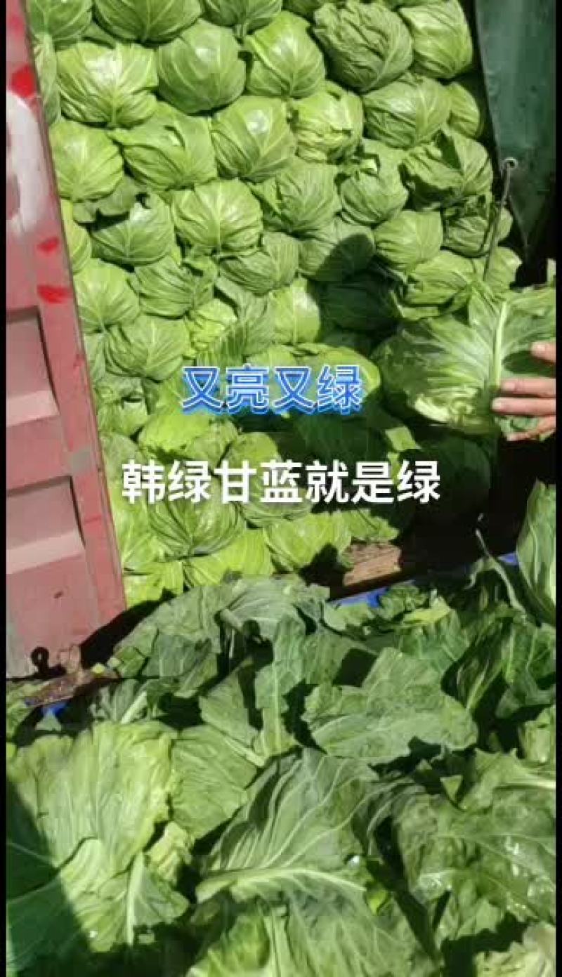 精品甘蓝精品中精品颜色真绿