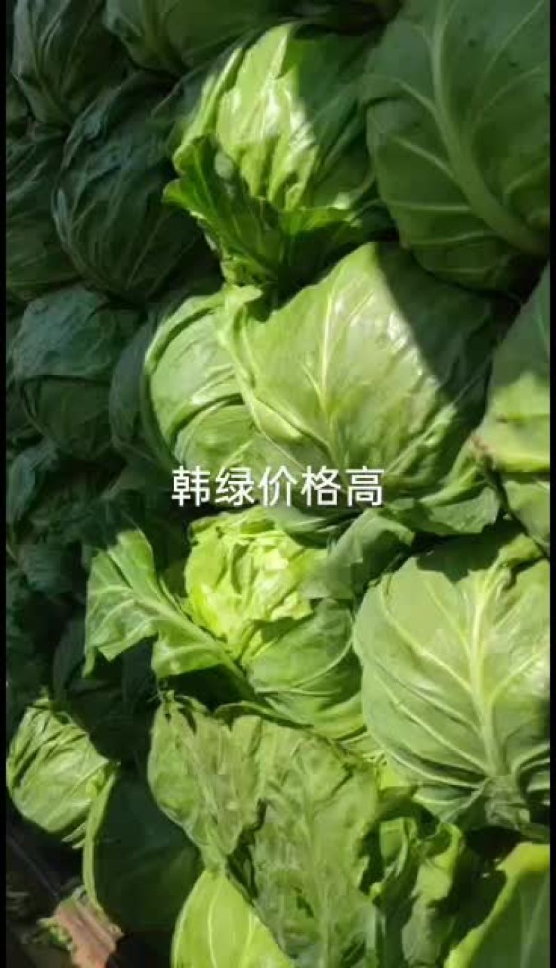 精品甘蓝精品中精品颜色真绿
