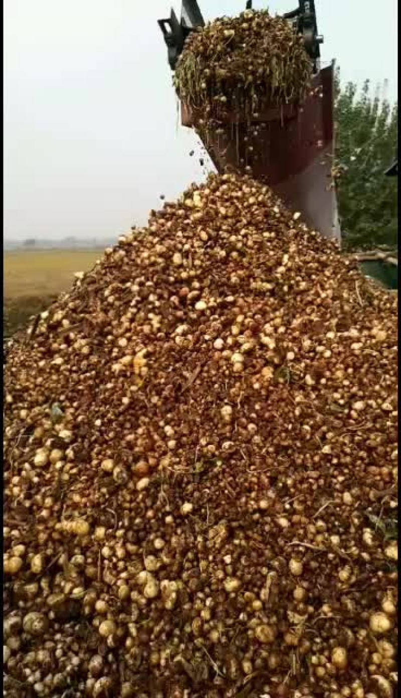 出售河北自产自销优质小叶半夏种苗，质量保证，品种优良