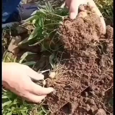 出售河北自产自销优质小叶半夏种苗，质量保证，品种优良