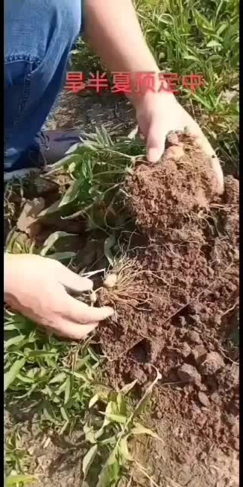出售河北自产自销优质小叶半夏种苗，质量保证，品种优良