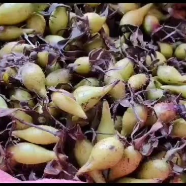 金樱子今年新鲜的现摘现卖