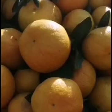 湖南的密桔颜色好口感很好想要好货的你就来