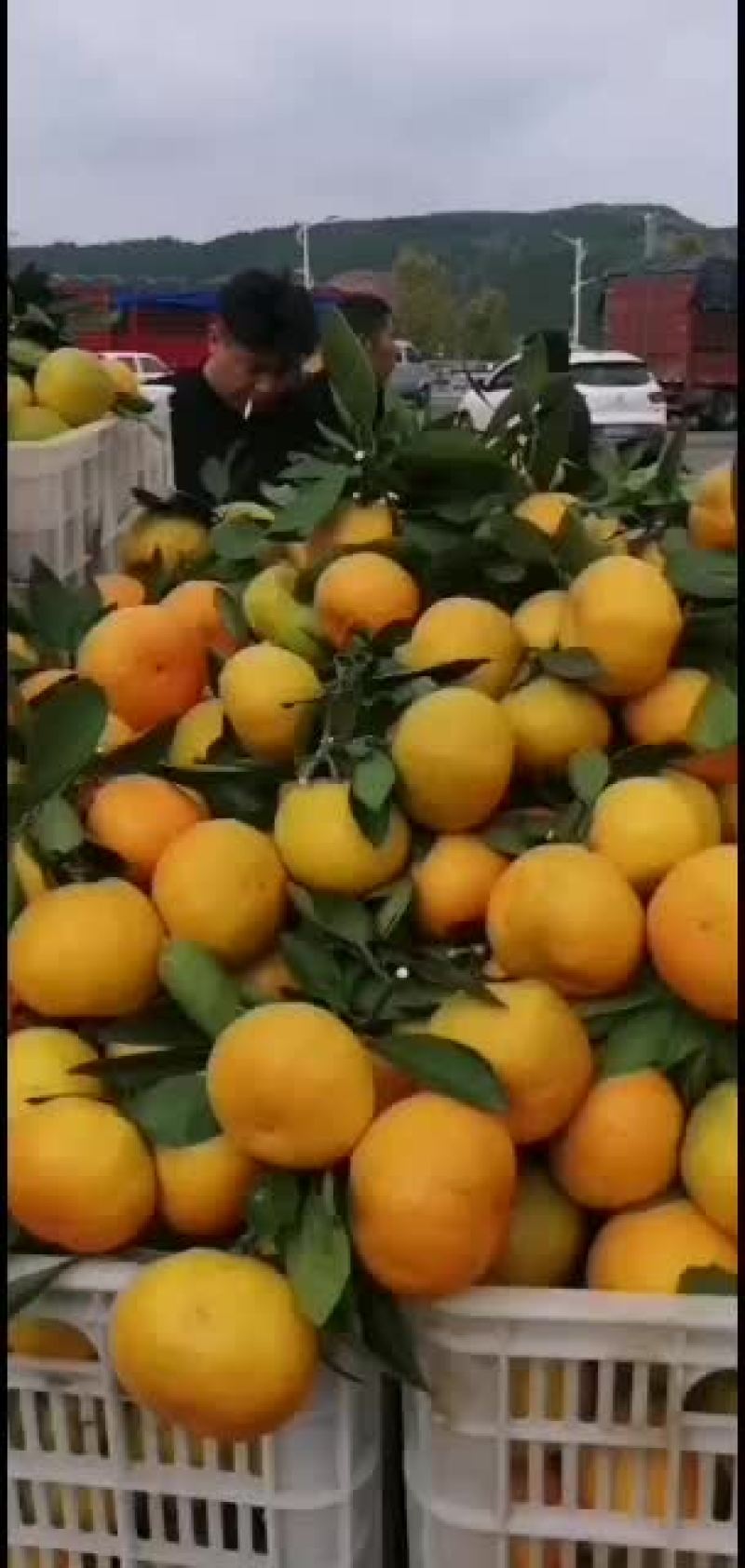 湖南的密桔颜色好口感很好想要好货的你就来