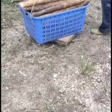 广西山药自产自销……货源充足