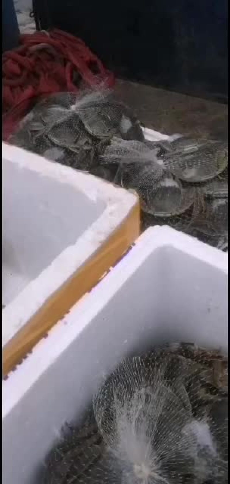 物美价廉味道鲜美大闸蟹