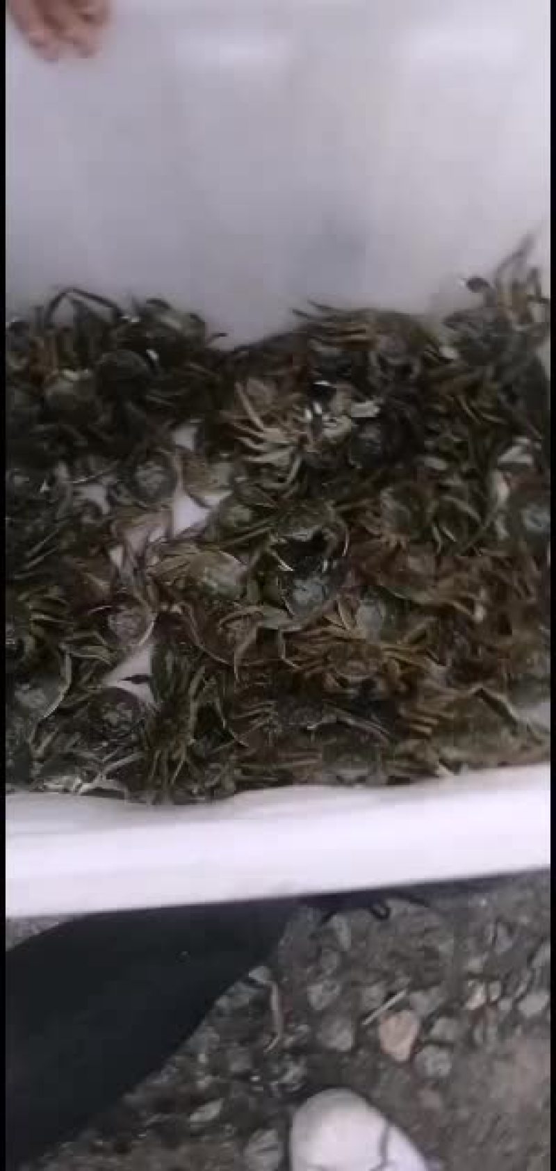 物美价廉味道鲜美大闸蟹