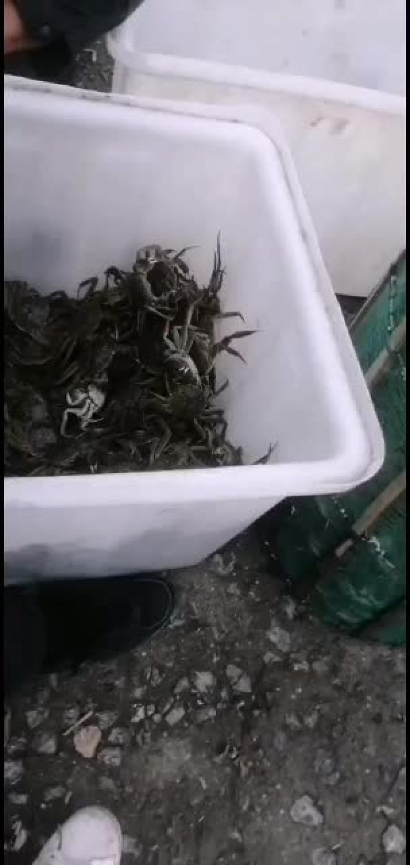 物美价廉味道鲜美大闸蟹