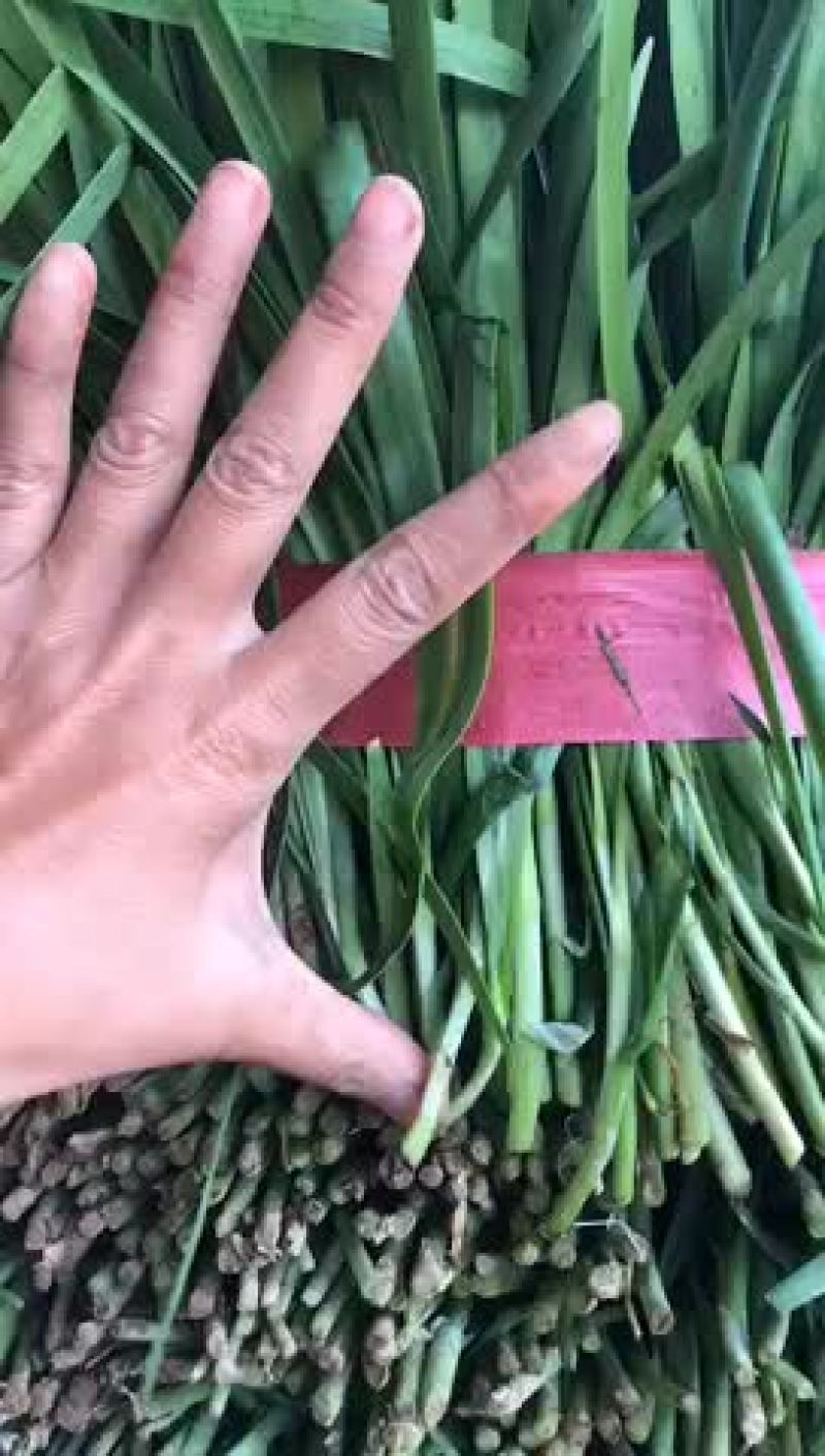 精品韭菜大量上市，需要了联系