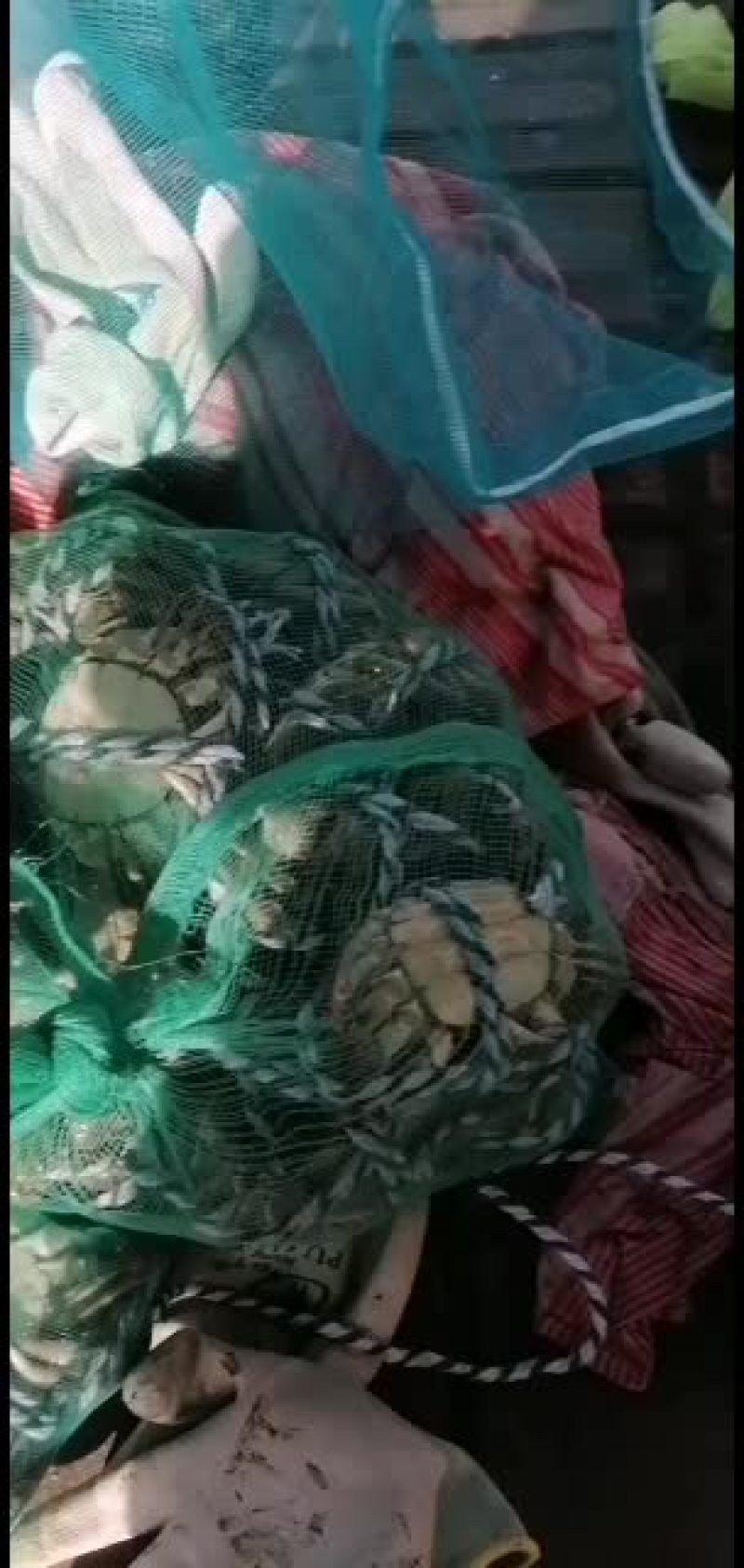 徽湖大闸蟹养殖专业合作社